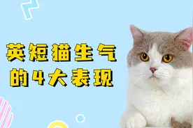 英短猫生气的4大表现，别还看不懂！视频封面