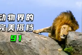 动物界的完美搭档视频封面