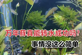 万年藓真能放在鱼缸里面？长出新枝叶是转水成功了吗？没这么简单