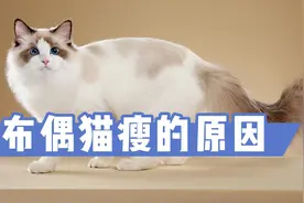 布偶猫瘦的原因，铲屎官要清楚视频封面