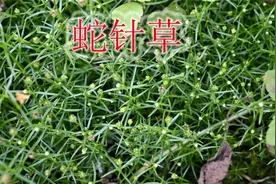 遇见蛇药植物“蛇针草”，学名“白花蛇舌草”，了解它的价值吗？视频封面