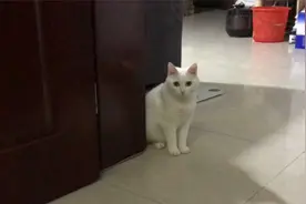 两天没见到主人，小猫咪生气了！