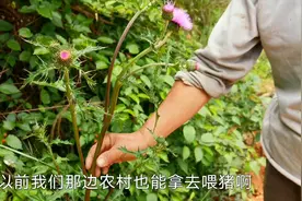 农村经常拿来做猪食的植物，却是种很好的药材，你知道它的作用吗视频封面