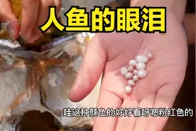 小章赶海 珍珠蚌打开里面取出很多珍珠，想要的粉丝尽管开口吧！视频封面