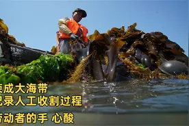 山东荣成大海带，泡泡记录人工收割过程，看完劳动者的手，心酸！视频封面