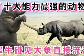十大能力最强的动物，遇到发情期的大象，犀牛直言：你是真畜生！视频封面