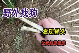 野外寻找丢失的流浪狗，竟发现了两块骨头，让我不敢相信这是真的视频封面