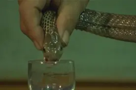 死神：大叔爱喝毒蛇酒，现场取毒液滴入酒中，“感情深一口闷！”视频封面
