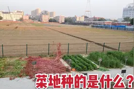北京三环内居然有块150亩价值100亿的农田，看看菜地种了什么？视频封面