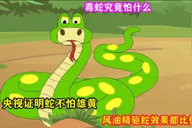 毒蛇究竟怕什么？央视证明蛇不怕雄黄，风油精驱蛇效果都比他强！视频封面