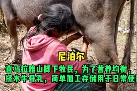 尼泊尔，喜马拉雅山脚下牧民为了营养均衡，挤水牛母乳视频封面