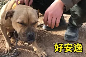 地包天的狗就一定没有牙口吗？小溪带你见识一下，看完涨知识了！视频封面