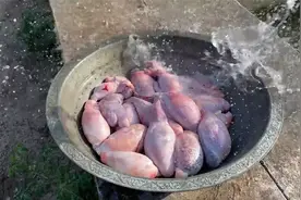 羊肉睾丸的美味食谱!如何烹制美味的羊蛋！