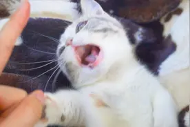 猫的速度是人的几倍？我有手的时候也这么玩#居家铲屎官#视频封面