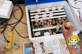孵化21天的婆罗门鸡已出壳，给网友看看，火鸡和野鸡，要几天出壳