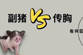 猪咳喘时，注意4个细节，就能分辨副猪和传胸，对症下药就好办了视频封面