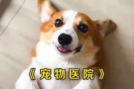 4个月大的吉娃娃摔断腿，手术能成功吗？《宠物医院》视频封面