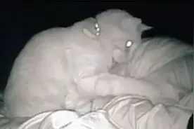 小猫咪有坏心思？女子睡醒倍感疲惫 一看监控居然被猫打了4个小时视频封面