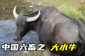 你知道古代叫的六畜兴旺，六畜都有哪些吗视频封面