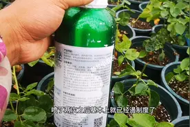 月季黑斑病反反复复治不好，可以尝试这种药，贵了点但效果好视频封面