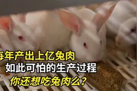 兔兔那么可爱为什么吃兔兔，兔子肉生产过程，看完真香视频封面