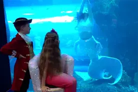 在那里看到了真的美人鱼姐姐，小女孩跟哥哥的海底探险视频封面