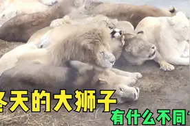 狮子们是如何过冬的？俄罗斯动物园中的一幕太逗了视频封面
