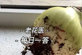 朱顶红抽巴了怎么回事？清香木叶子打蔫了怎么办？每日一答