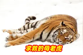 怀孕的母老虎躺在路中央，于是护士做了这件事视频封面
