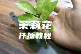 园艺师教你扦插繁殖茉莉花，这可能是关于茉莉，最全面的扦插教程视频封面