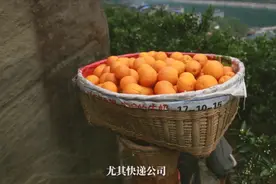 湖北快递小哥深入田头，35天运输830吨秭归脐橙视频封面
