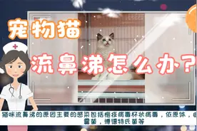 猫咪流鼻涕可能是什么原因视频封面