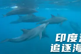 环球旅行719天：当我跃入海中，与海豚群一起游泳的时候，真治愈视频封面