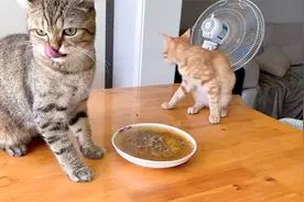 主人第一次用猪肝做猫饭，结果猫咪宁愿饿肚子都不肯吃，太扎心了视频封面