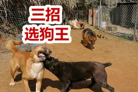 老祖宗“挑狗秘技”，三大秘诀学会，轻松挑到狗王视频封面