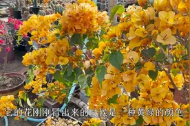 新手养这款三角梅，一年开多季，光照要求低，花大金黄色视频封面