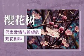 樱花树——代表爱情与希望的观花树种视频封面