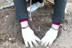 葡萄新苗移栽定植有什么要求？小阳实地示范操作，方法简单易懂视频封面