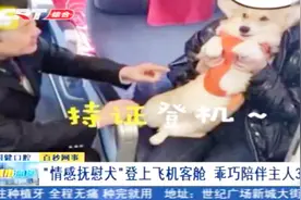 萌翻了！“情感抚慰犬”乖乖陪同主人飞行，飞机工作人员抢着逗弄视频封面