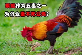 蜈蚣的天敌，吃蜈蚣就像吃辣条，看它如何高智商捕杀蜈蚣视频封面