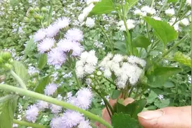 农村田地间的野草，不小心划伤出血敷上就止血，你们认识吗？视频封面