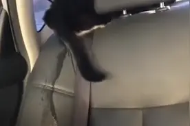 美女把猫咪关车里，猫咪尿急，最后终于憋不住了视频封面