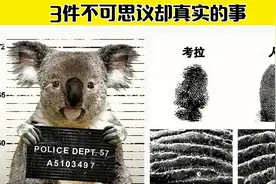 三件不可思议却真实的事，考拉的指纹跟人类的指纹几乎一模一样视频封面