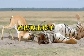 鳄鱼残忍地咬着幼崽来捍卫自己的地位，这也太残暴了。视频封面