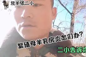 繁殖母羊得了乳房炎怎么办？放羊张二小用经验告诉你，非常实用视频封面