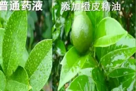 杀虫剂到底配精油好，还是有机硅效果更棒？其实这个看使用方法视频封面