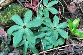 发现一窝“七叶一枝花”，药材每公斤2000，农村称它为蛇药植物视频封面
