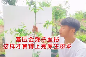 高压金弹子血钻，像这样的好品种，我们一定要来一颗原生母树视频封面