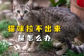 猫咪拉不出来屎怎么办？这3种方法很有效视频封面