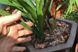 花盆有飞虫？教你3个小技巧，灭虫效果好，根系壮、枝叶绿！视频封面